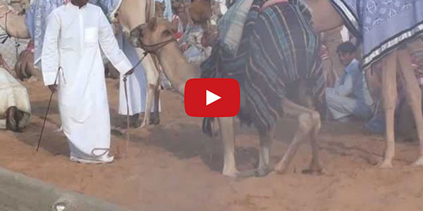Holidays, Birthdays, Camels, and Robots